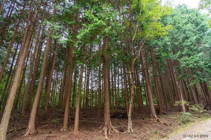 국립장성치유의숲(축령산삼나무편백숲) 여행 추천 - 메고지고