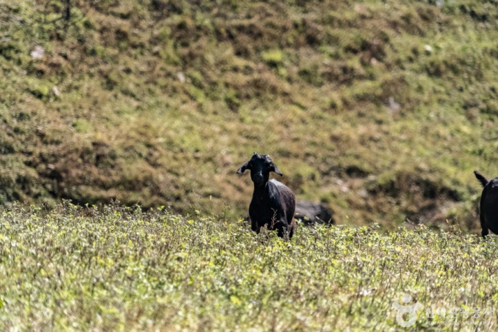 하늘마루염소목장_7_공공3유형.jpg