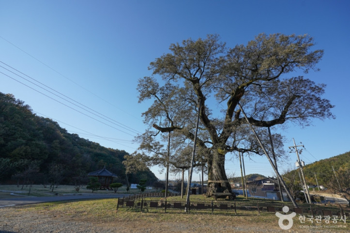 함안_영동리_회화나무_1_공공3유형.jpg