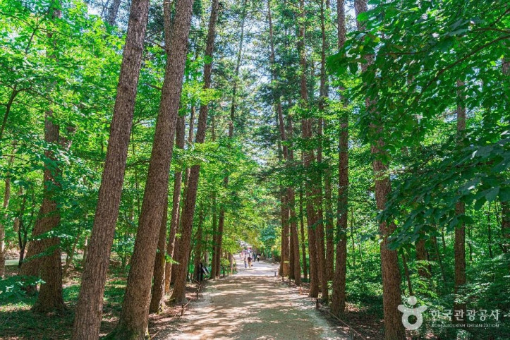 내소사_전나무_숲길_1_공공1유형.jpg