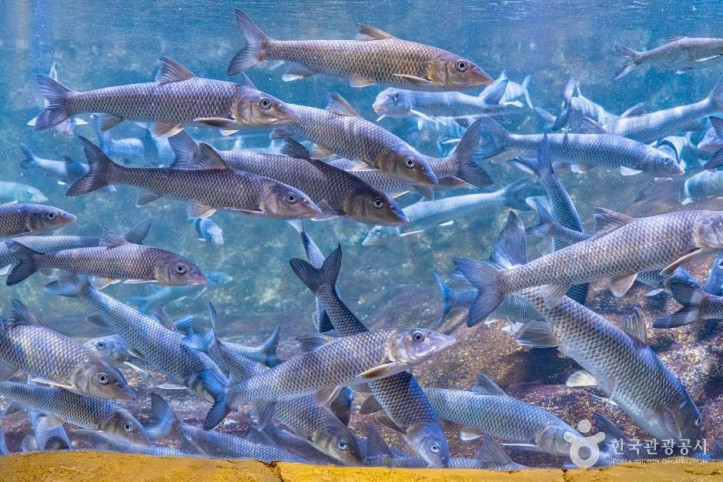 섬진강어류생태관_4_공공1유형.jpg