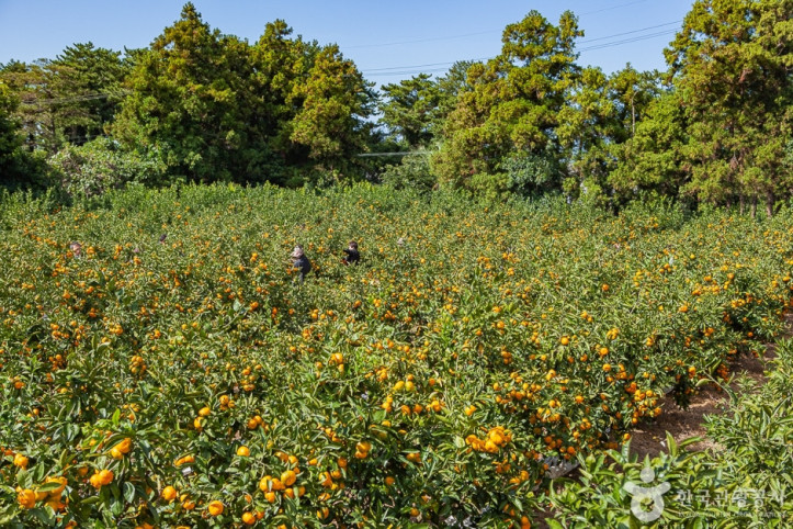 맛동산_감귤체험농장_3_공공3유형.jpg