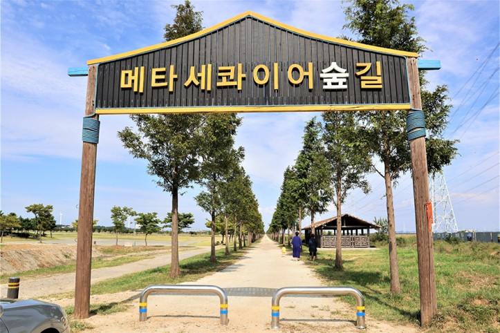 대부도_메타세콰이어길_1_공공3유형.JPG
