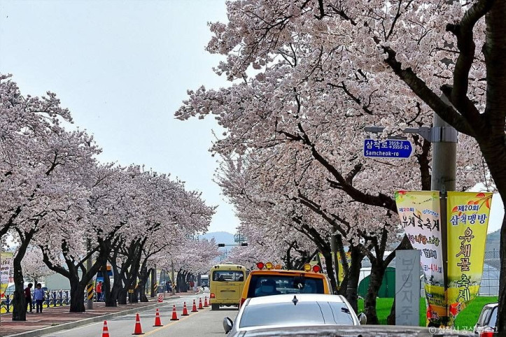 맹방_벚꽃길_2_공공3유형.jpg