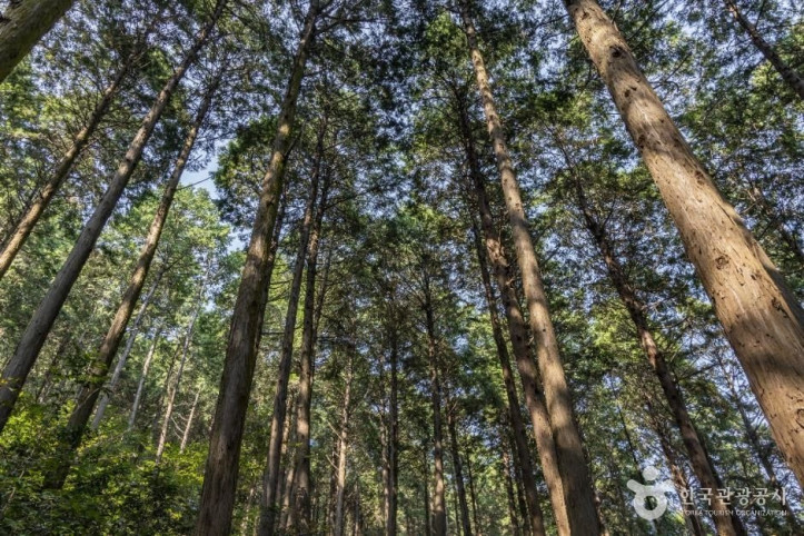 미래사_편백나무숲_6_공공1유형.jpg