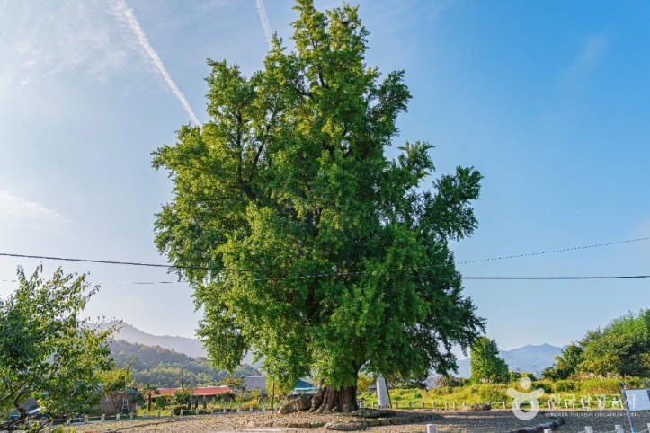 하멜_체류지와_강진_성동리_은행나무_1_공공1유형.jpg