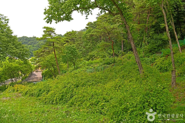 괴산_율지리_미선나무_자생지_6_공공3유형.JPG