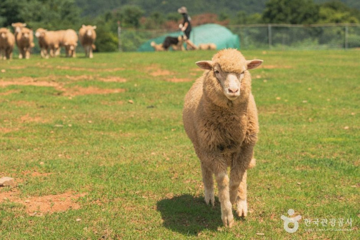 울산양떼목장_5_공공1유형.jpg