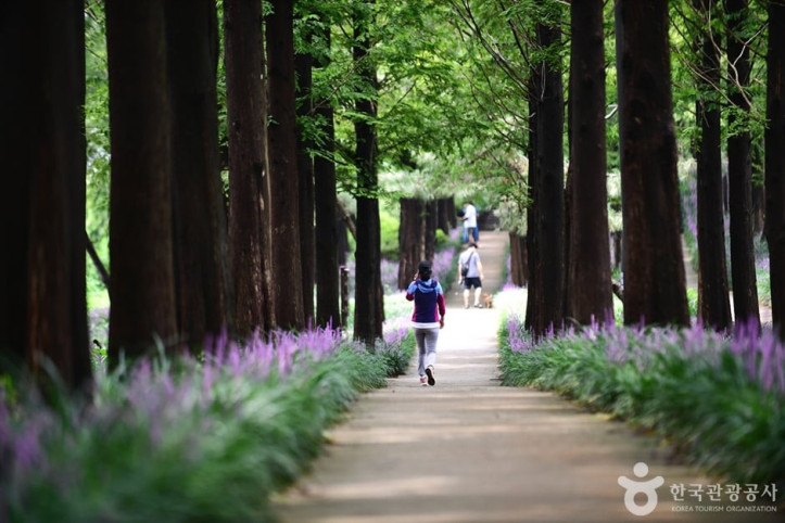 맥문동숲길_2_공공3유형.jpg
