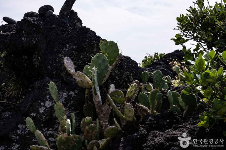 월령_선인장군락지_7_공공3유형.jpg
