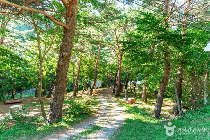 금강소나무생태경영림_1_공공1유형.jpg