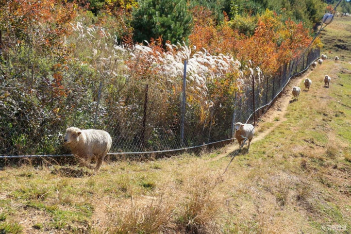 정선_양떼목장_3_공공3유형.jpg