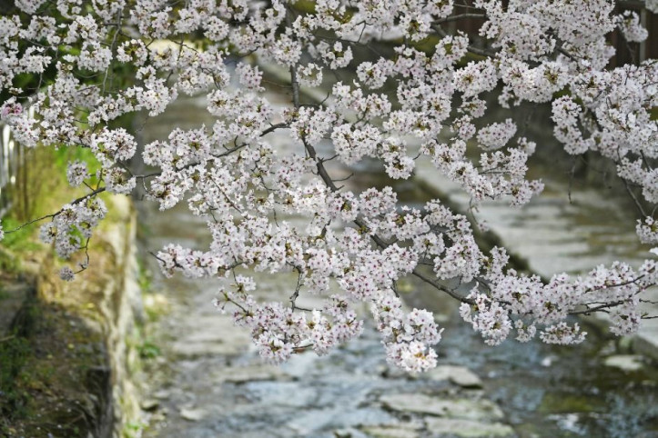 창원_소하천_벚꽃거리_3_공공3유형.jpg
