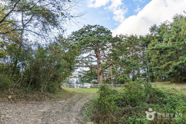 괴산_적석리_소나무_6_공공1유형.jpg