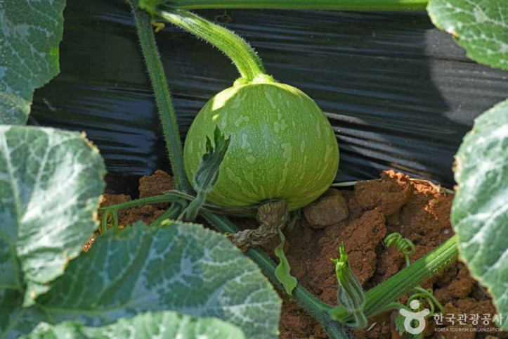 참샘골_호박농원_6_공공3유형.jpg