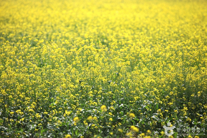 삼척_맹방유채꽃_마을_1_공공3유형.jpg