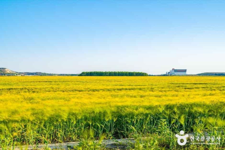옥녀교차로_청보리밭_4_공공1유형.jpg
