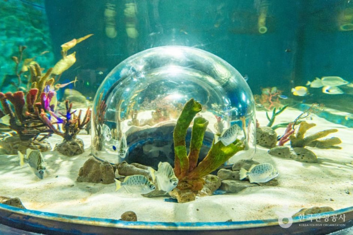 플레이_아쿠아리움_부천_8_공공1유형.jpg