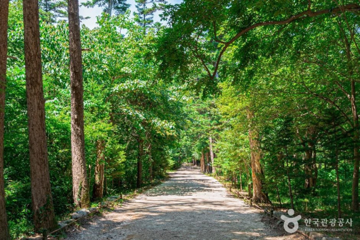 내소사_전나무_숲길_3_공공1유형.jpg