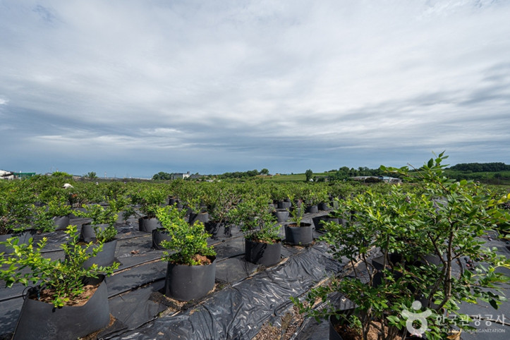 뜰안에_블루베리_농원_2_공공3유형.jpg