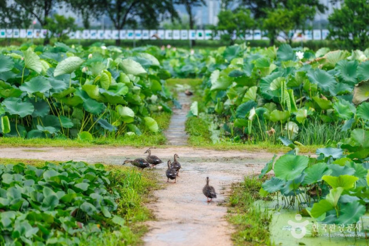 연꽃테마파크_4_공공1유형.jpg