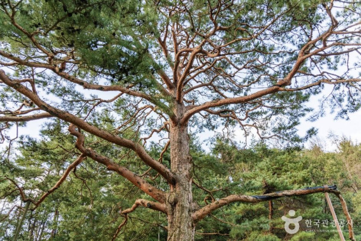 괴산_적석리_소나무_5_공공1유형.jpg