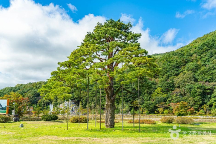 보은_속리_정이품송_3_공공1유형.jpg