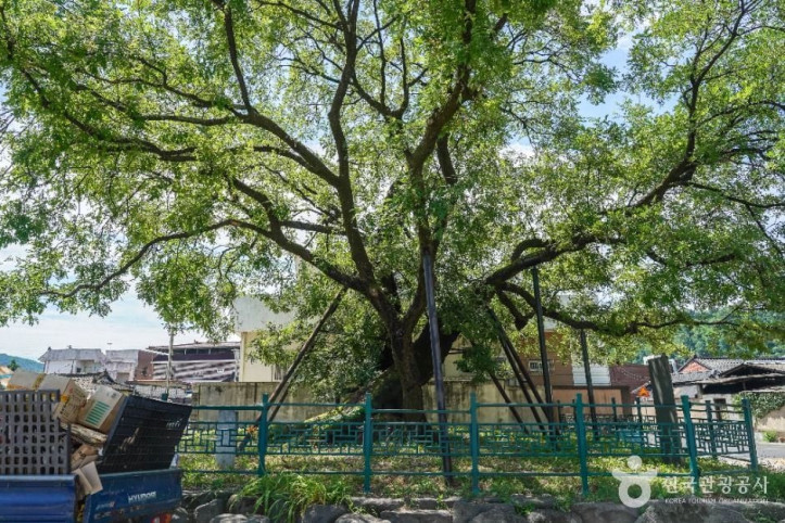 의성읍_도서동의_회나무_5_공공1유형.jpg