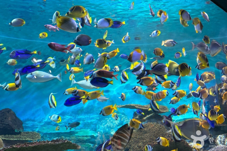 코엑스_아쿠아리움_6_공공3유형.jpg