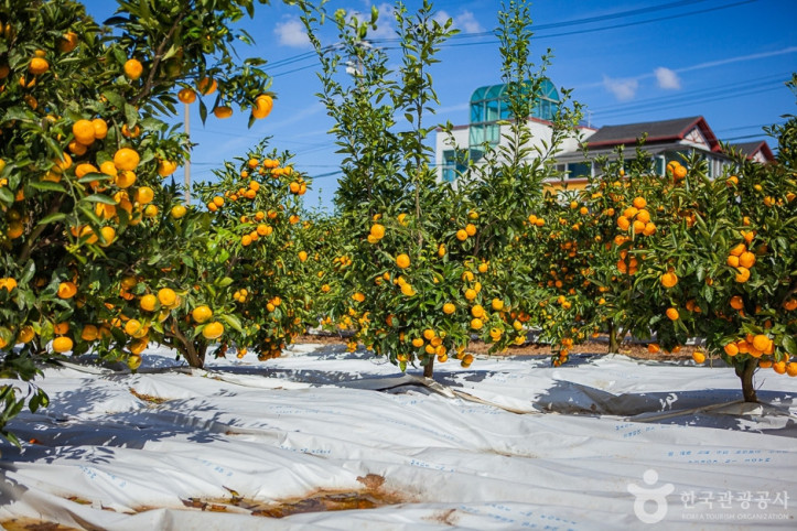 맛동산_감귤체험농장_10_공공3유형.jpg