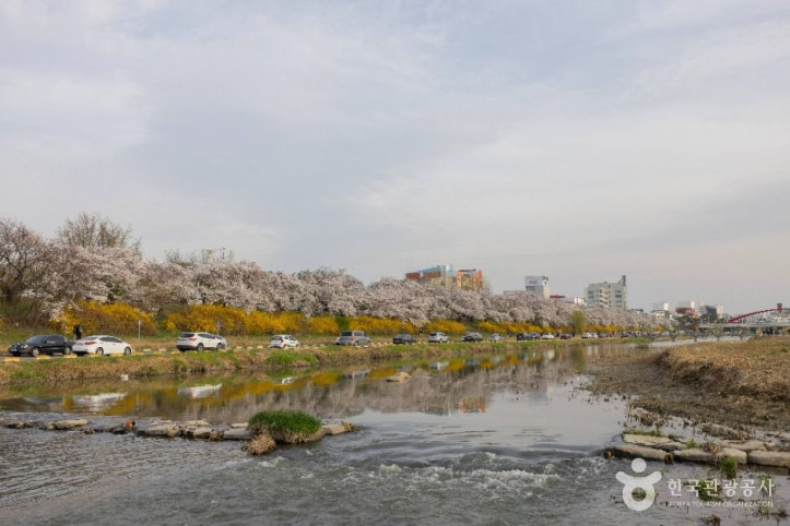 무심천_벚꽃_거리_7_공공1유형.jpg
