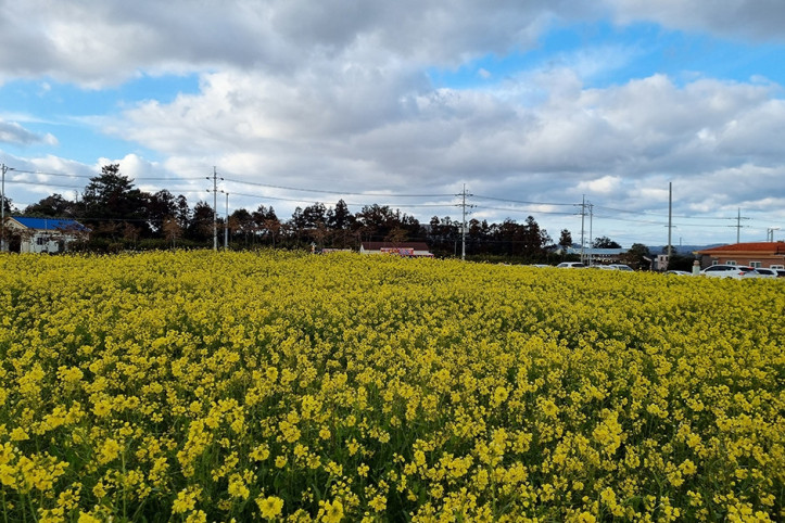 짱구네유채꽃밭_2_공공3유형.jpg