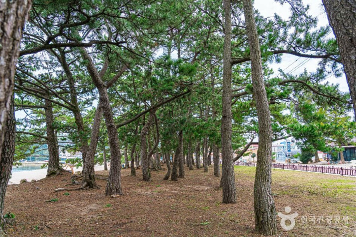 해남_송호리_해송림_1_공공1유형.jpg