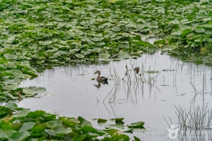 내동마을_연꽃단지_1_공공3유형.jpg
