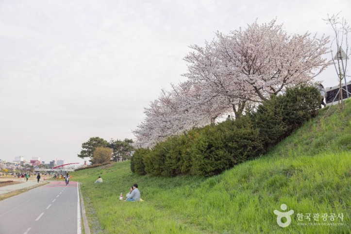 무심천_벚꽃_거리_1_공공1유형.jpg