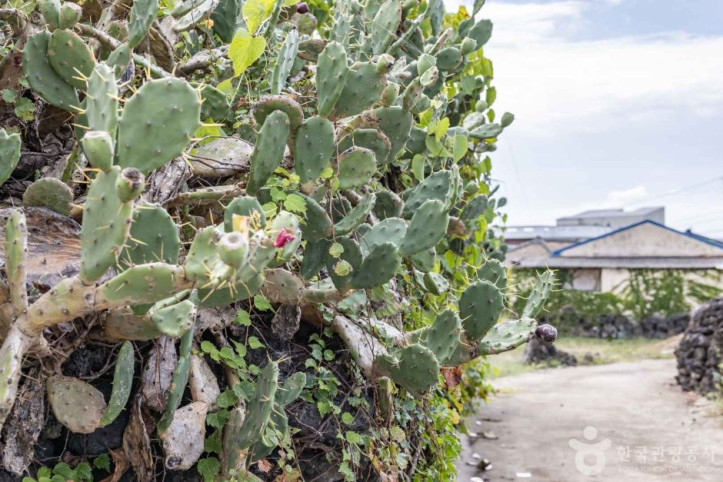 제주선인장마을_8_공공3유형.jpg