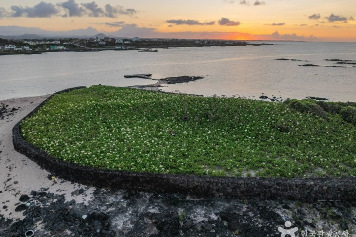 제주_토끼섬_문주란_자생지_2_공공1유형.jpg