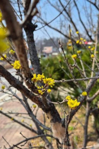 이천백사 산수유꽃축제 여행 추천 - 메고지고