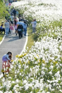 광주서창억새축제 여행 추천 - 메고지고