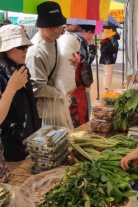 강원n 홍천 산나물축제