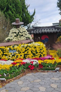 월출산 국화축제