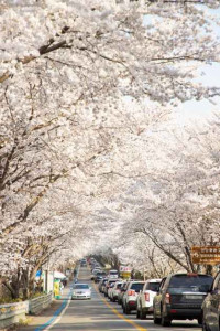 구례300리 벚꽃축제