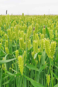 진봉새만금보리밭축제