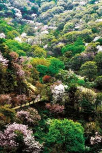 금산 보곡산골 산벚꽃 축제