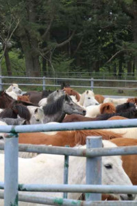 제주마 입목 문화축제