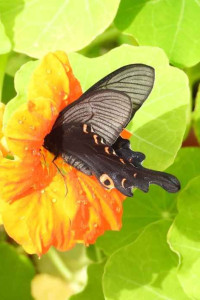 함평나비대축제