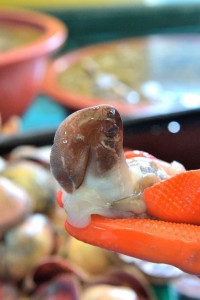 홍성남당항 새조개축제