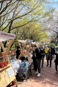 자유공원 벚꽃축제
