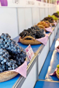 향수 옥천 포도 복숭아축제