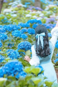 가평 양떼목장 수국축제